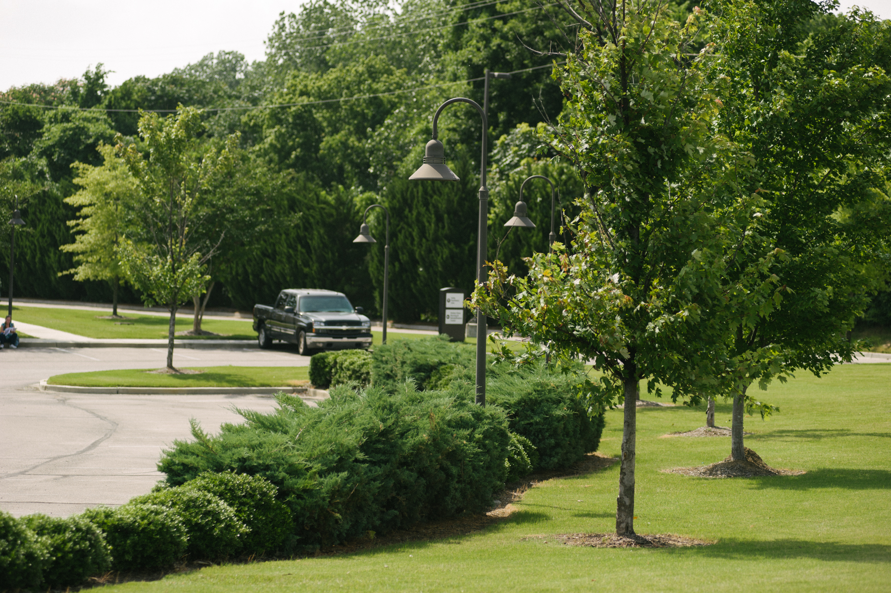 The 6 Best Trees for Parking Lot Islands in Memphis, TN & Northern MS